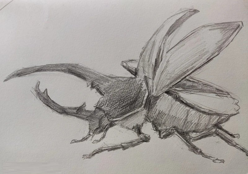 How to draw an egpytian Scarab 3