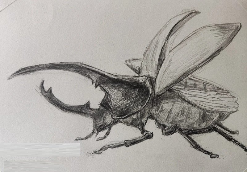 How to draw an egpytian Scarab 4