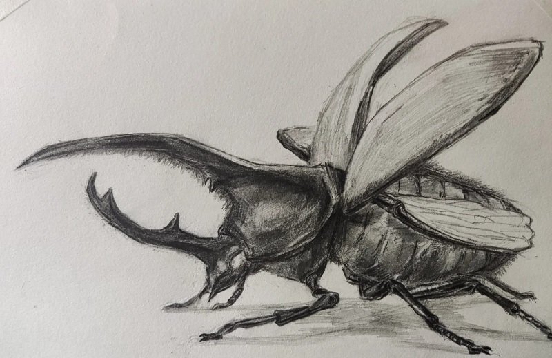 How to draw an egpytian Scarab 5