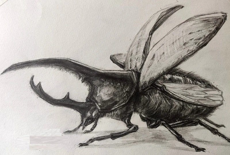 How to draw an egpytian Scarab