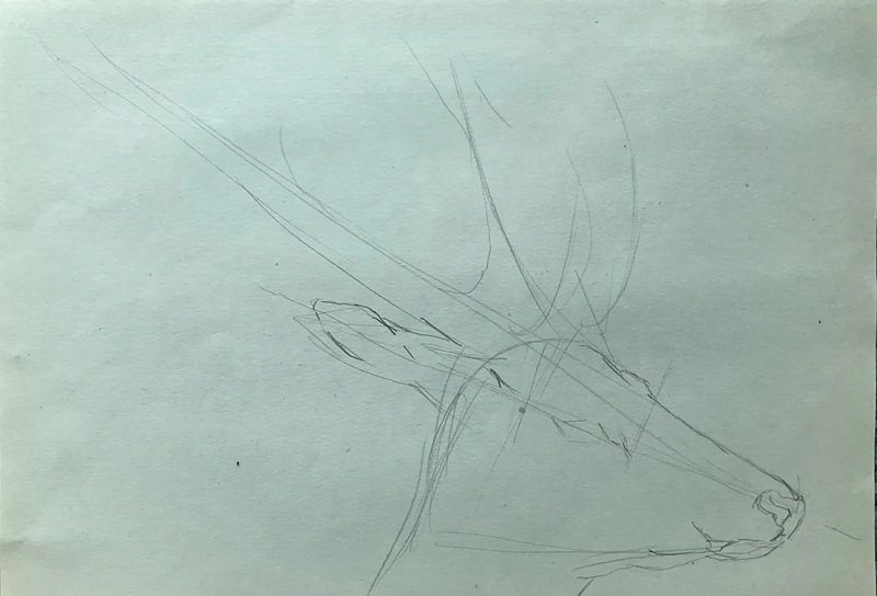 How to draw Deer easy 2