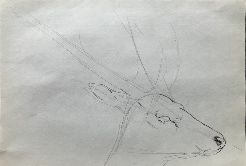 How to draw Deer easy 3