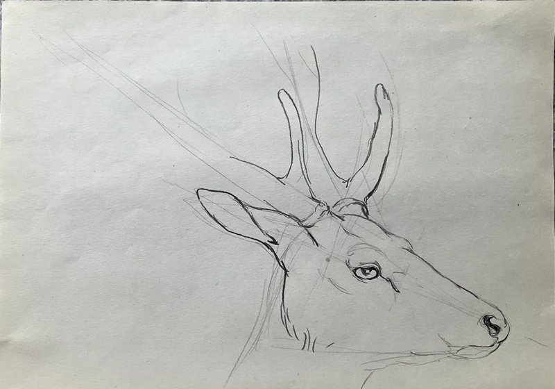 How to draw Deer easy 4