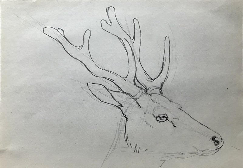 How to draw Deer easy 5