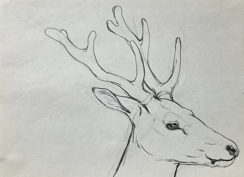How to draw Deer easy