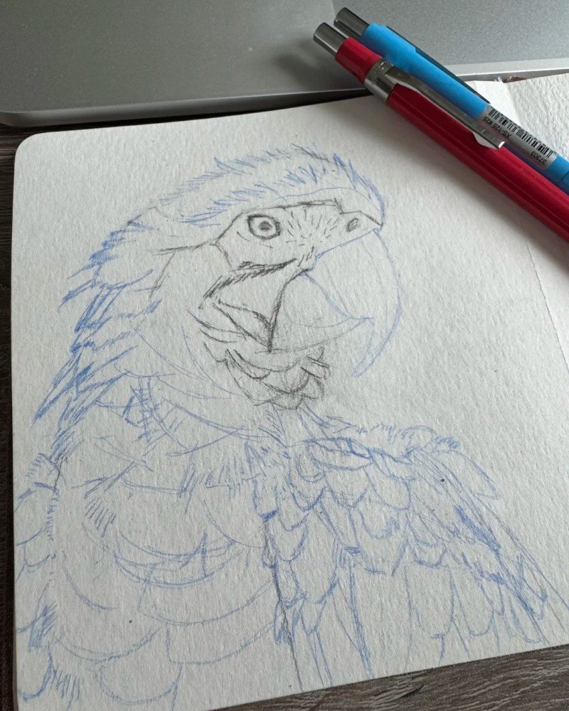How to draw a bird Parrot 2