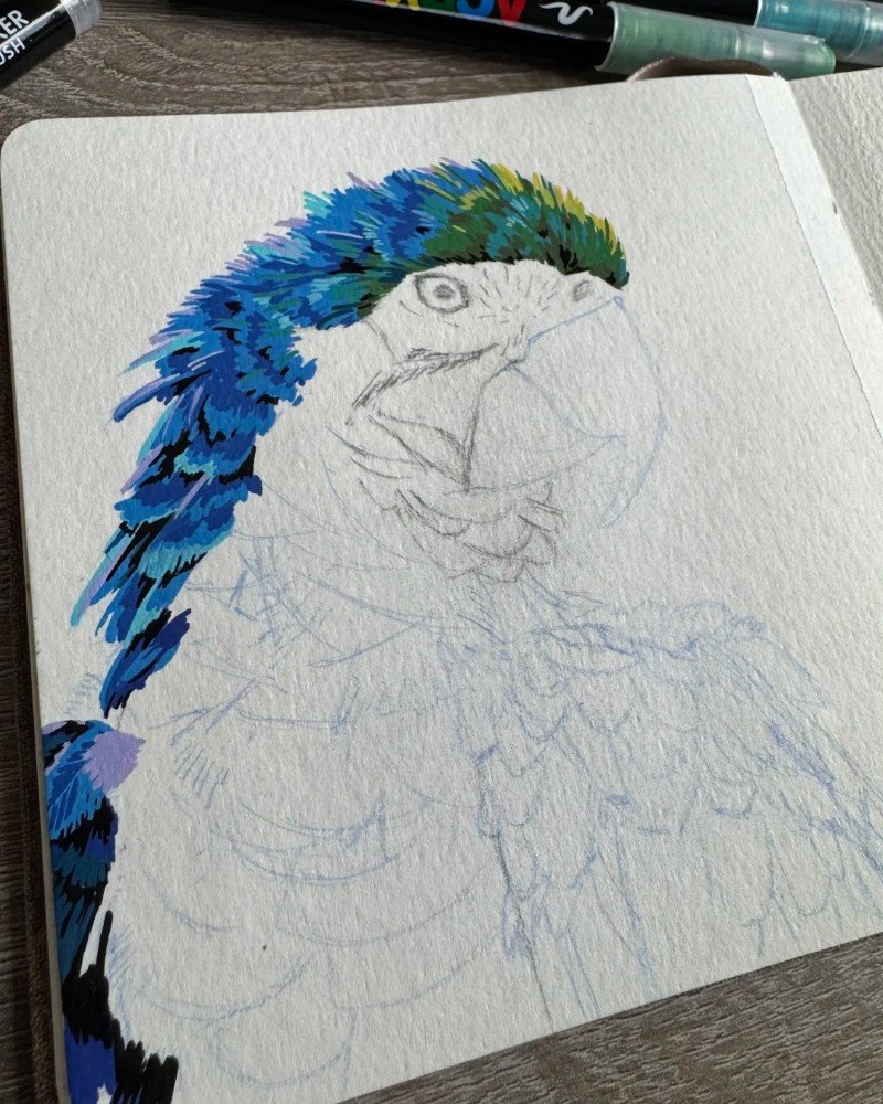 How to draw a bird Parrot 3