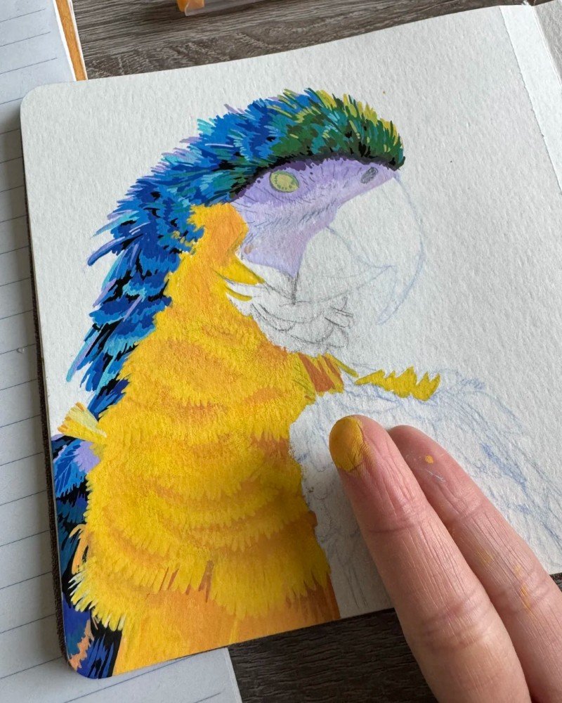 How to draw a bird Parrot 4