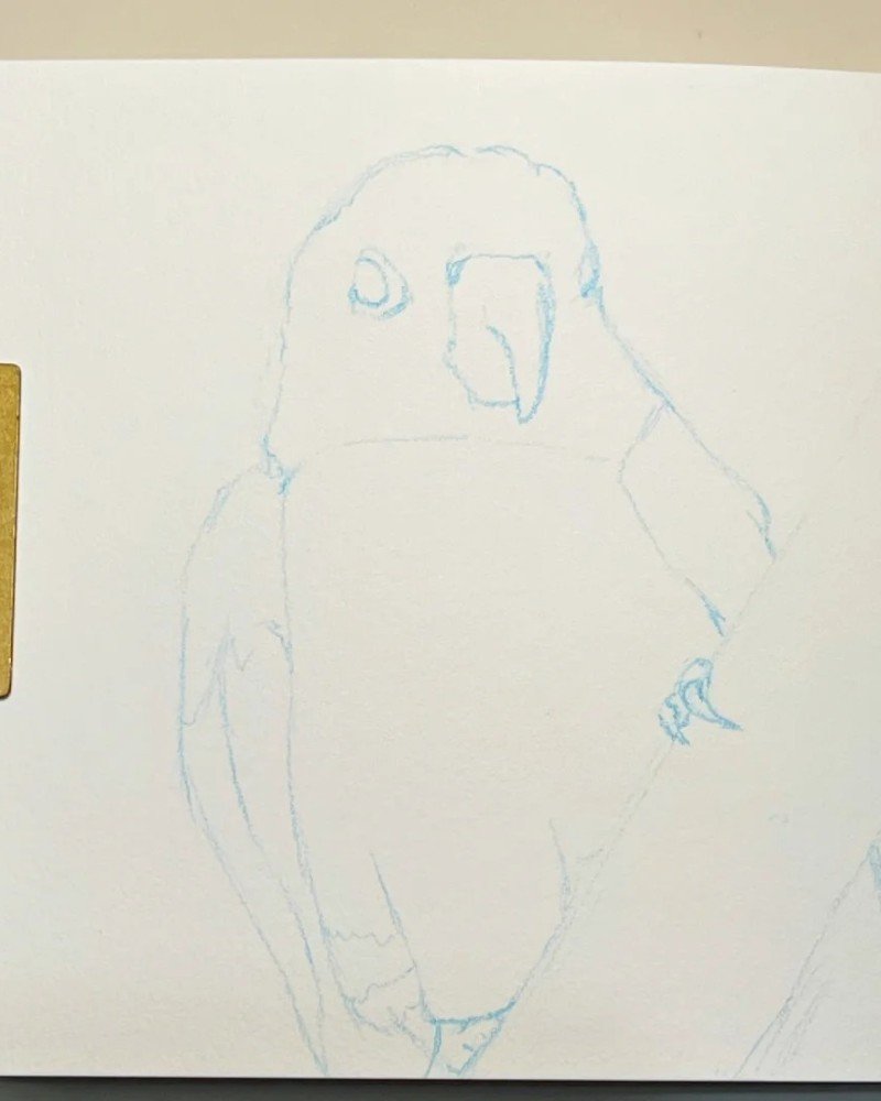 How to draw a bird Parrot cute 1