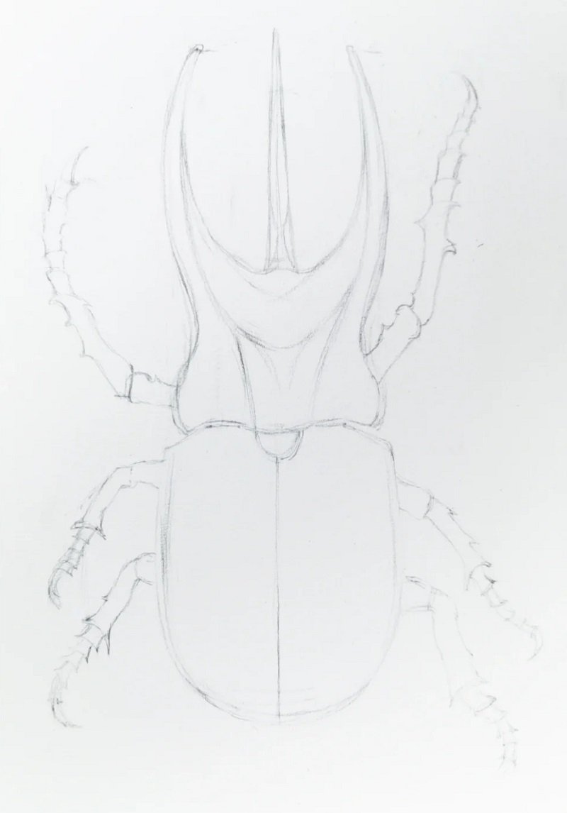 How to draw Scarab beetle 1