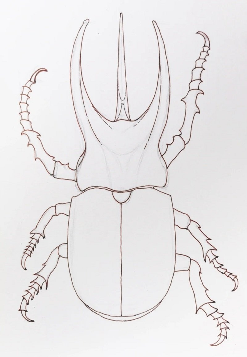 How to draw Scarab beetle 2
