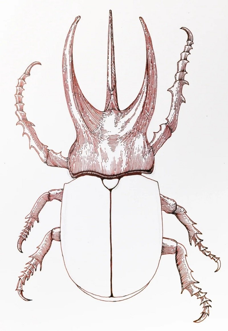 How to draw Scarab beetle 3