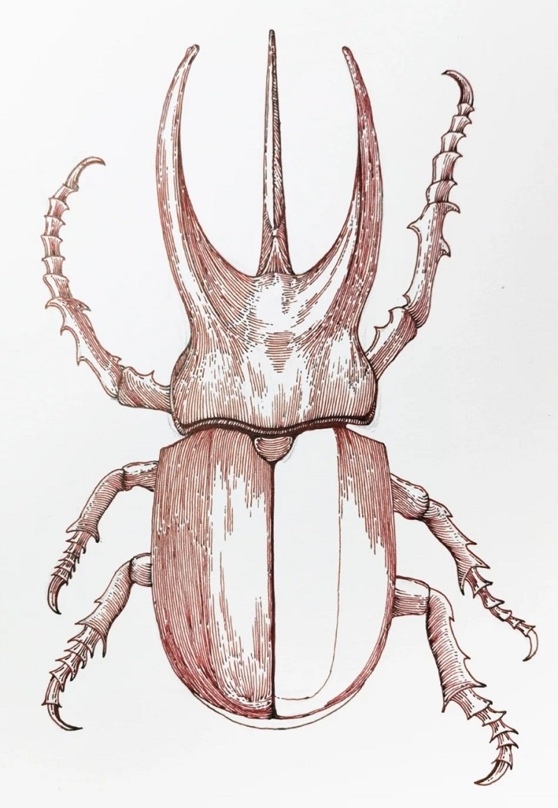 How to draw Scarab beetle 4