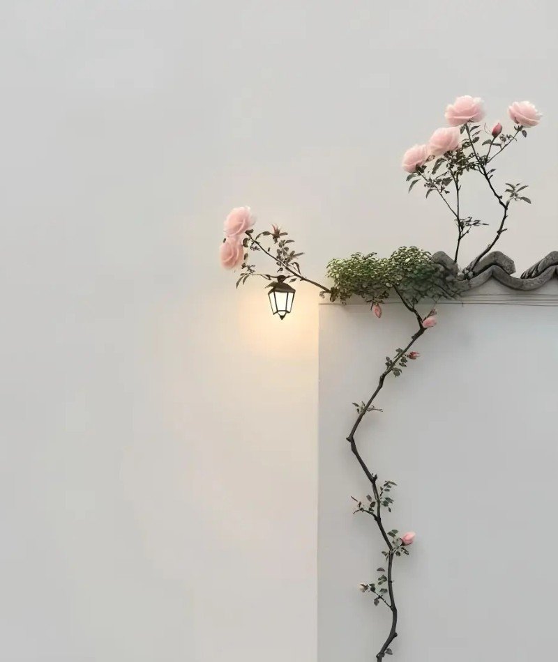 attractive whatsapp dp hd