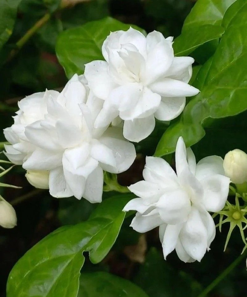 beautiful flowers dp 1