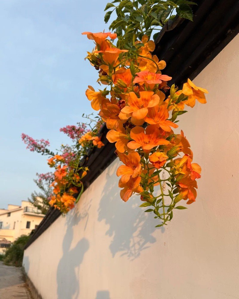 beautiful flowers dp 10
