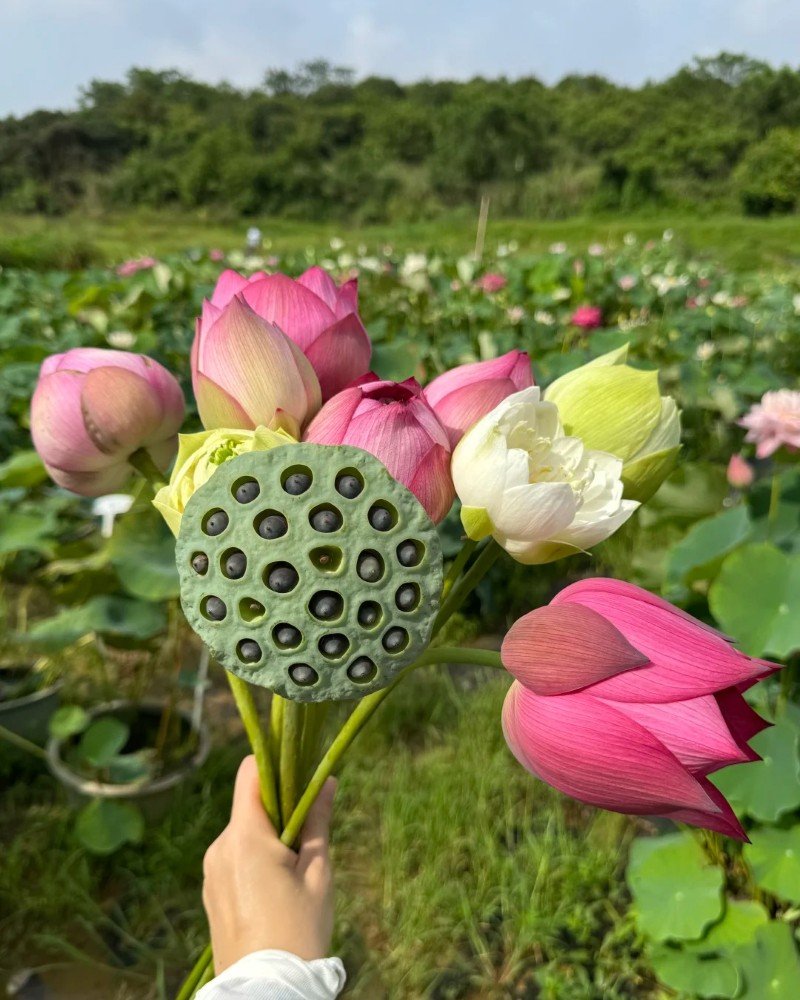 beautiful flowers dp 14