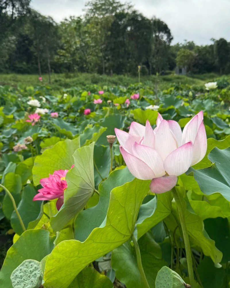 beautiful flowers dp 15