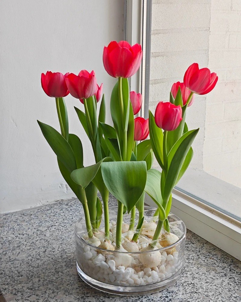 beautiful flowers dp 18