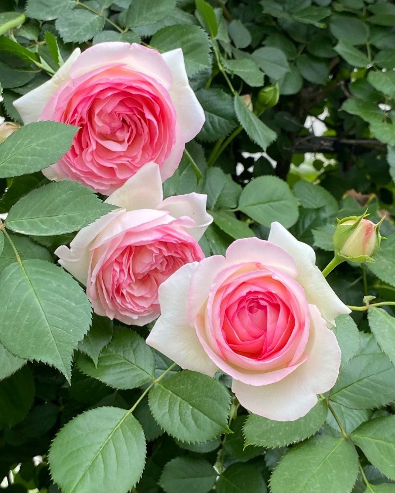 beautiful flowers dp 19