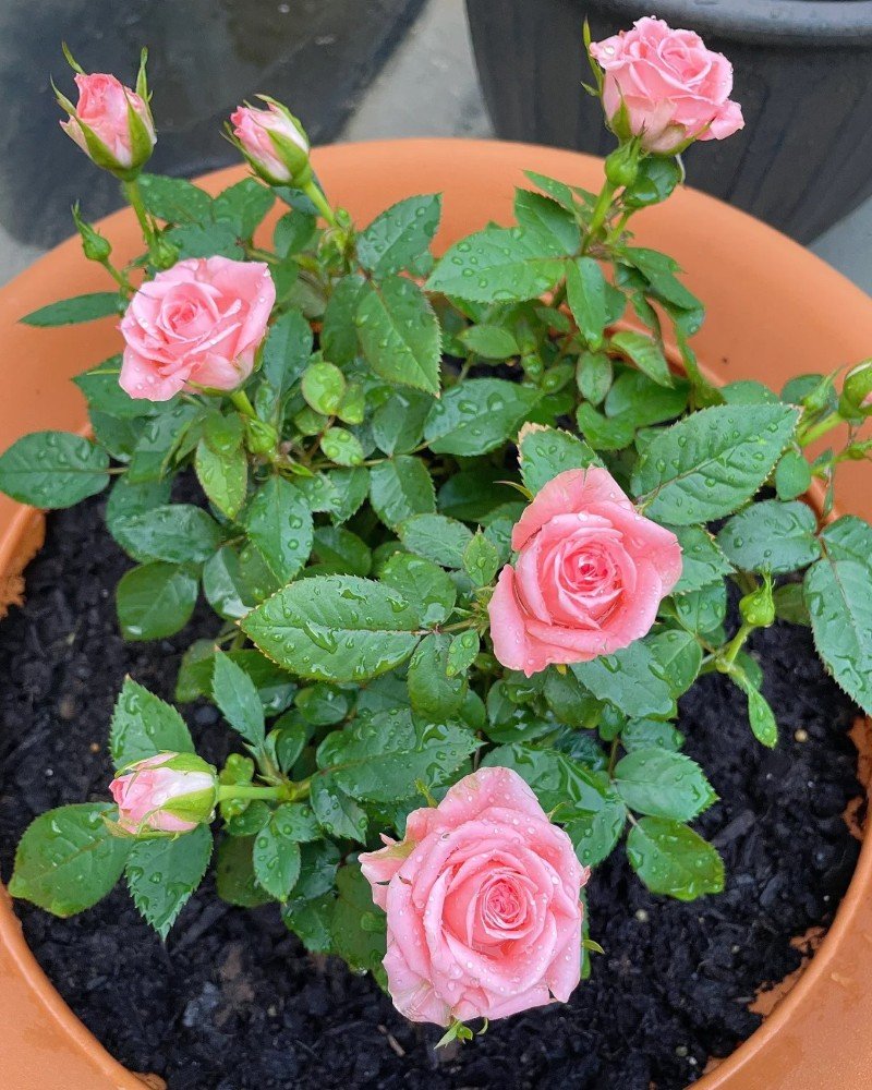 beautiful flowers dp 20
