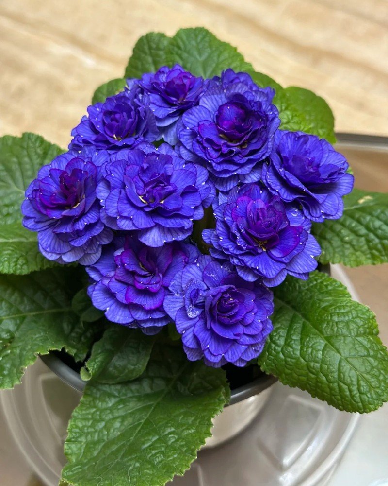 beautiful flowers dp 23