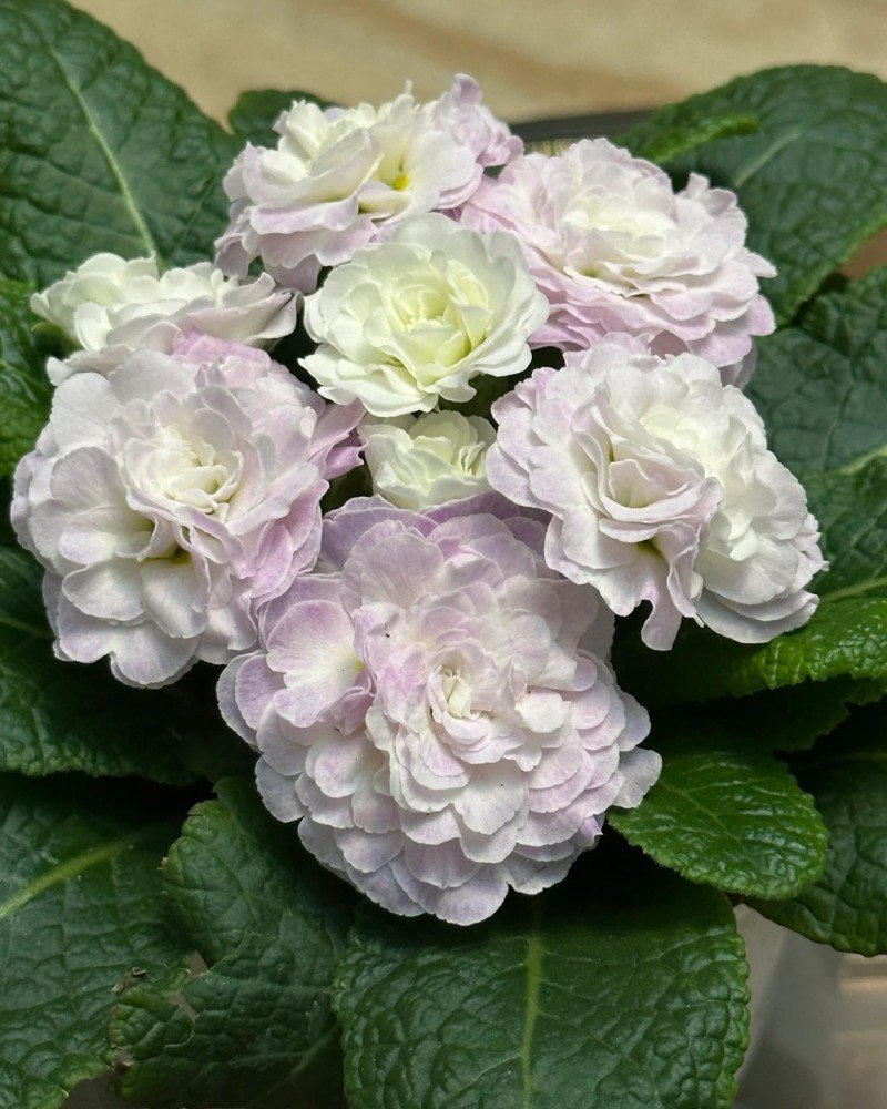 beautiful flowers dp 24