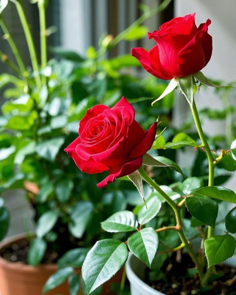 beautiful flowers dp 33