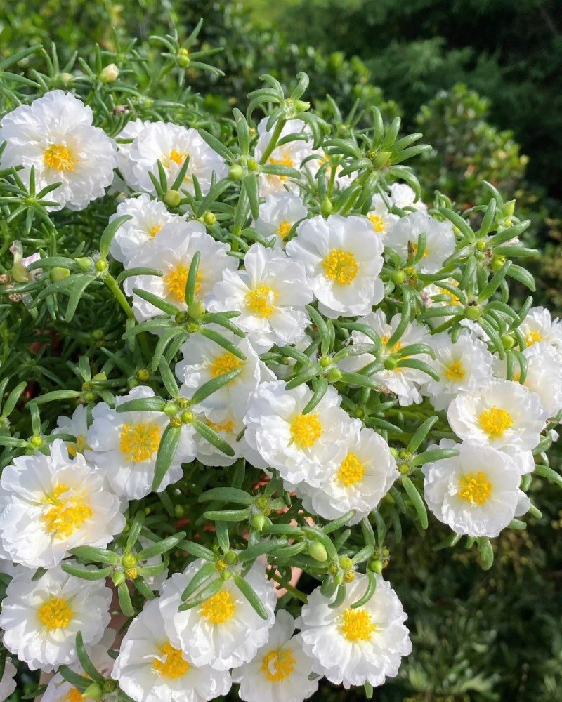 beautiful flowers dp 35