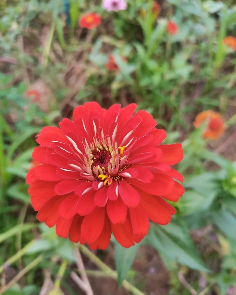 beautiful flowers dp 6