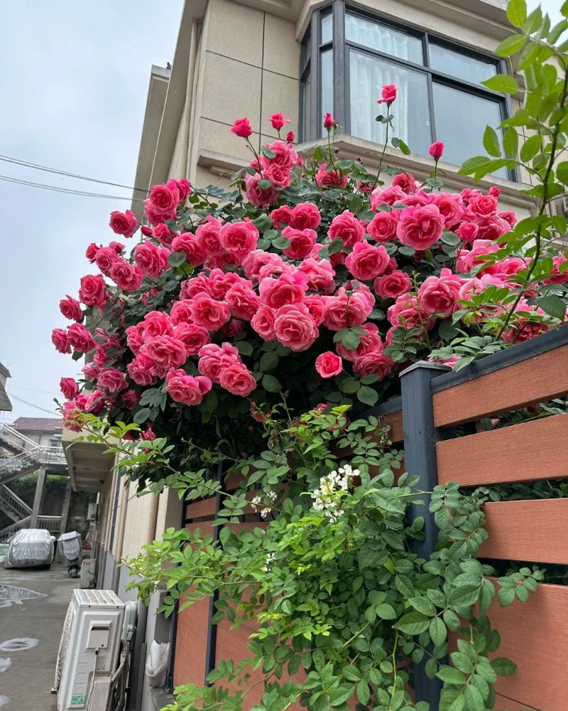 beautiful flowers dp 9