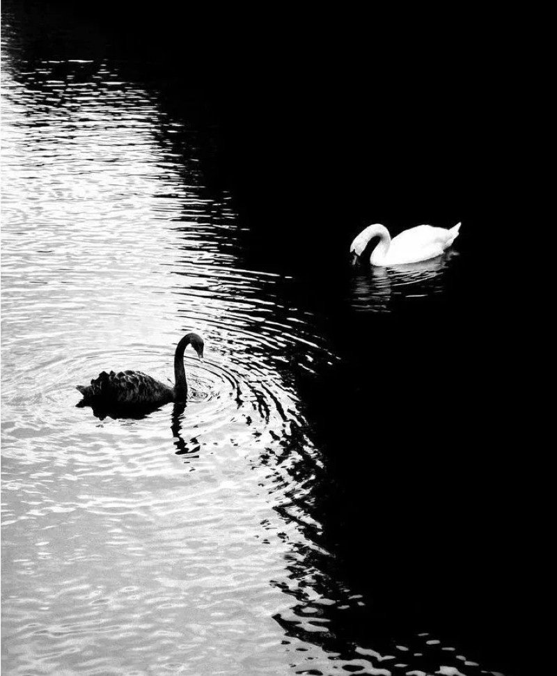 black and white dp 24