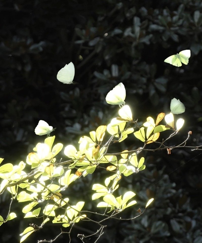 butterfly dp for whatsapp 1