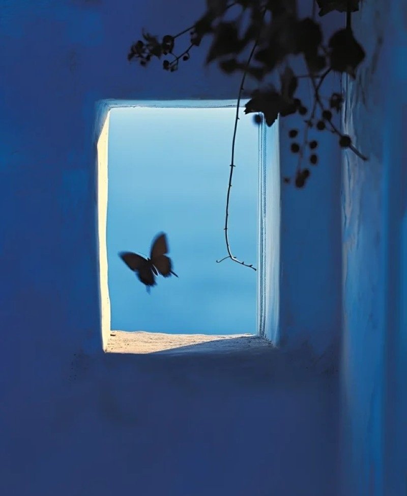 butterfly dp for whatsapp 2