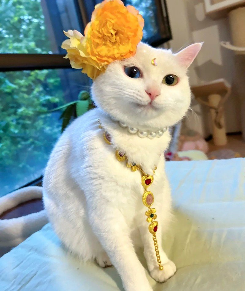 cute cat pictures for dp 1