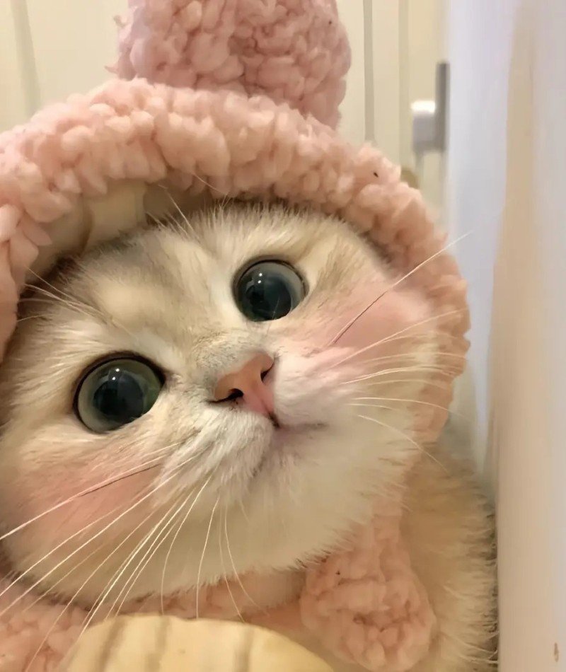 cute cat pictures for dp 10