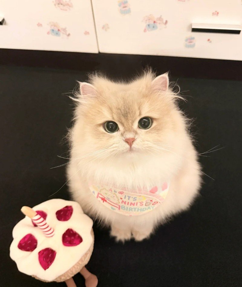 cute cat pictures for dp 11