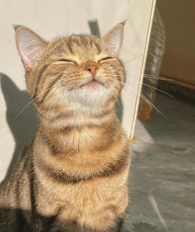 cute cat pictures for dp 13