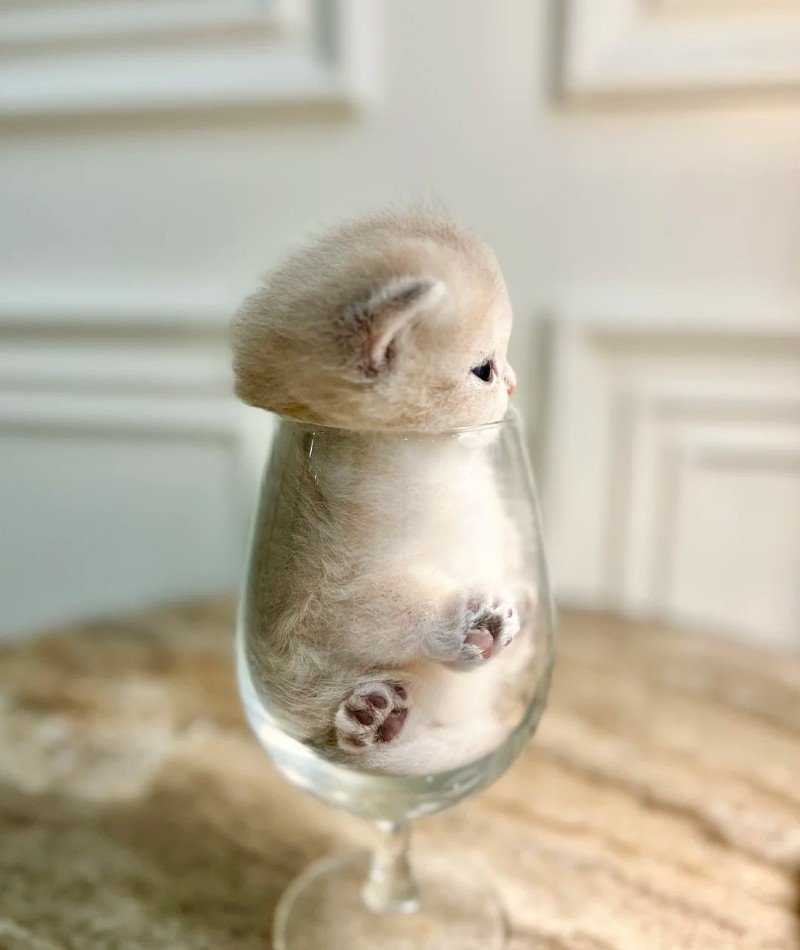 cute cat pictures for dp 14