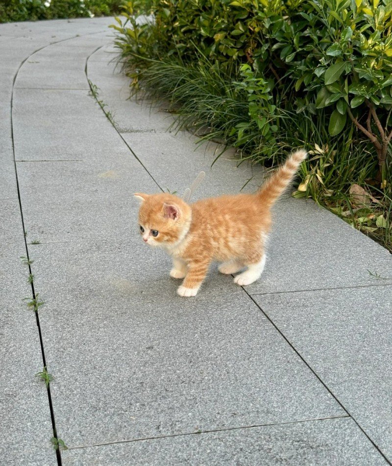 cute cat pictures for dp 2