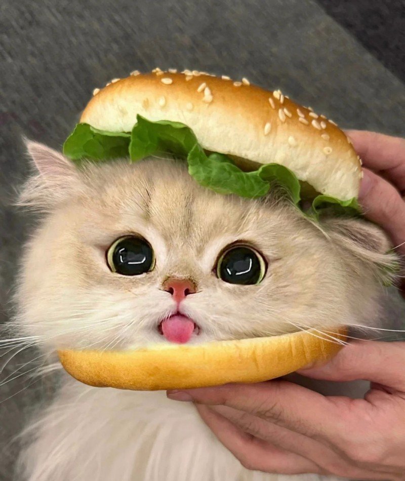 cute cat pictures for dp 19