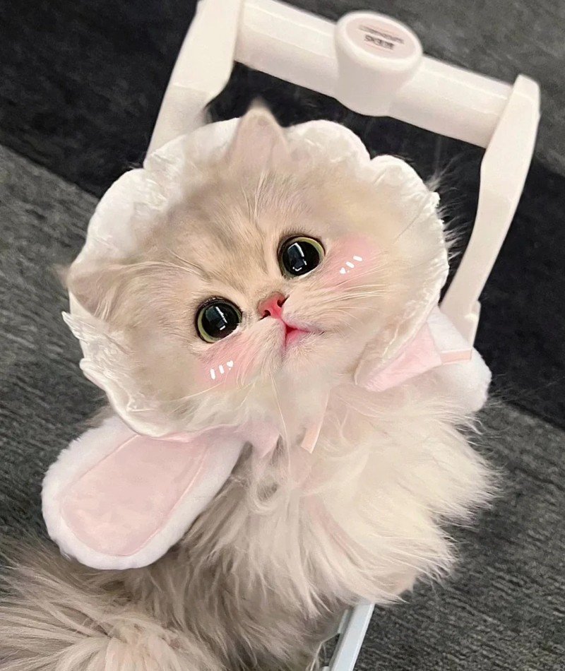 cute cat pictures for dp 20
