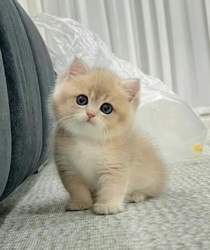 cute cat pictures for dp 21