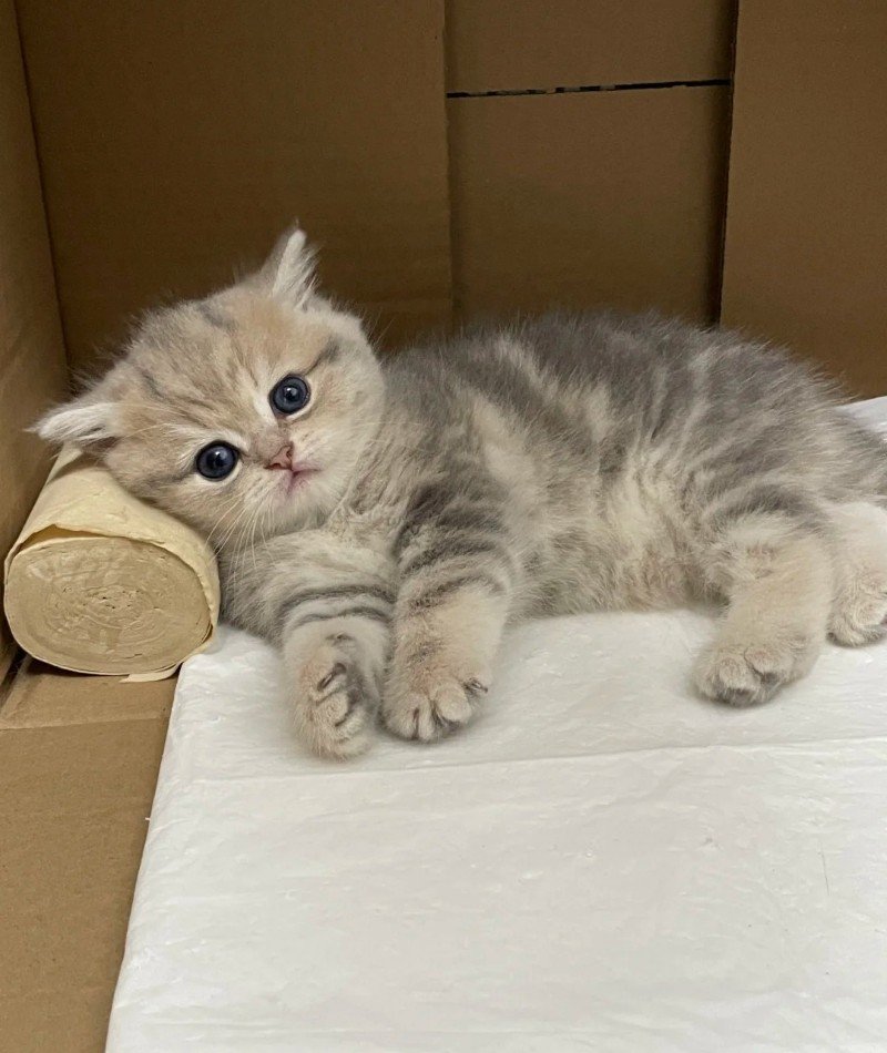 cute cat pictures for dp 24 