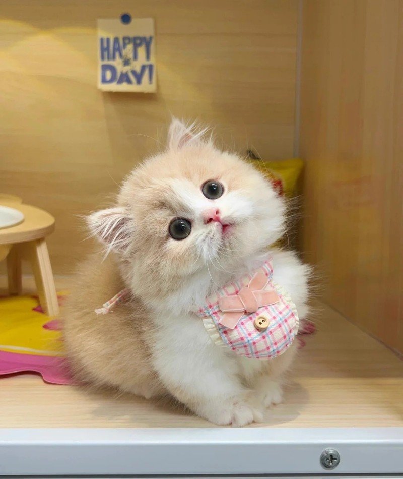 cute cat pictures for dp 25