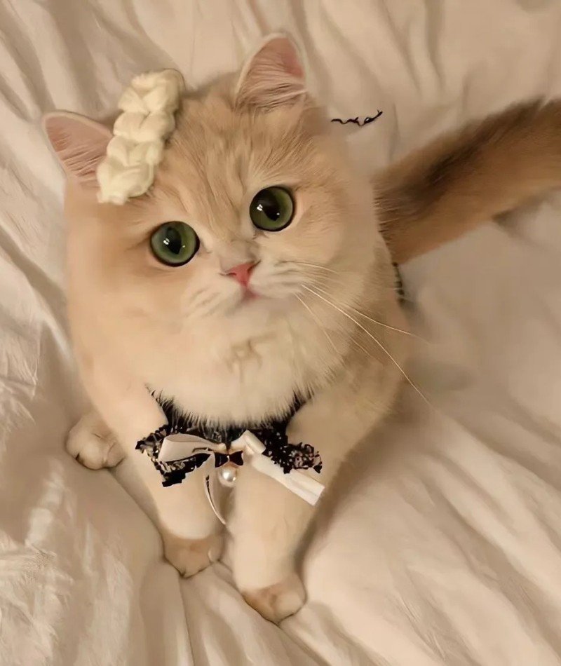 cute cat pictures for dp 27
