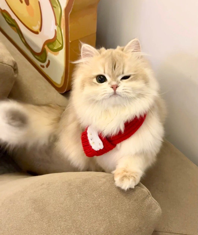 cute cat pictures for dp 28