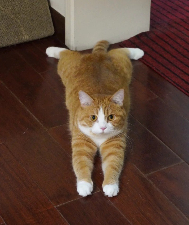 cute cat pictures for dp 3