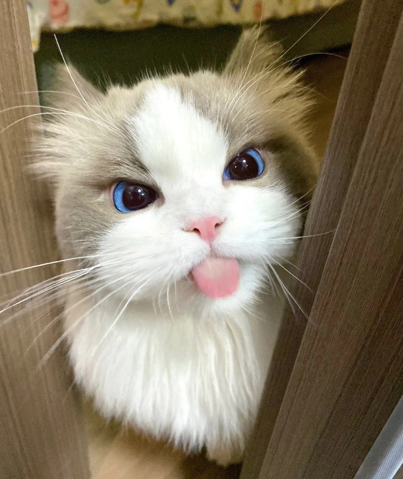 cute cat pictures for dp 31