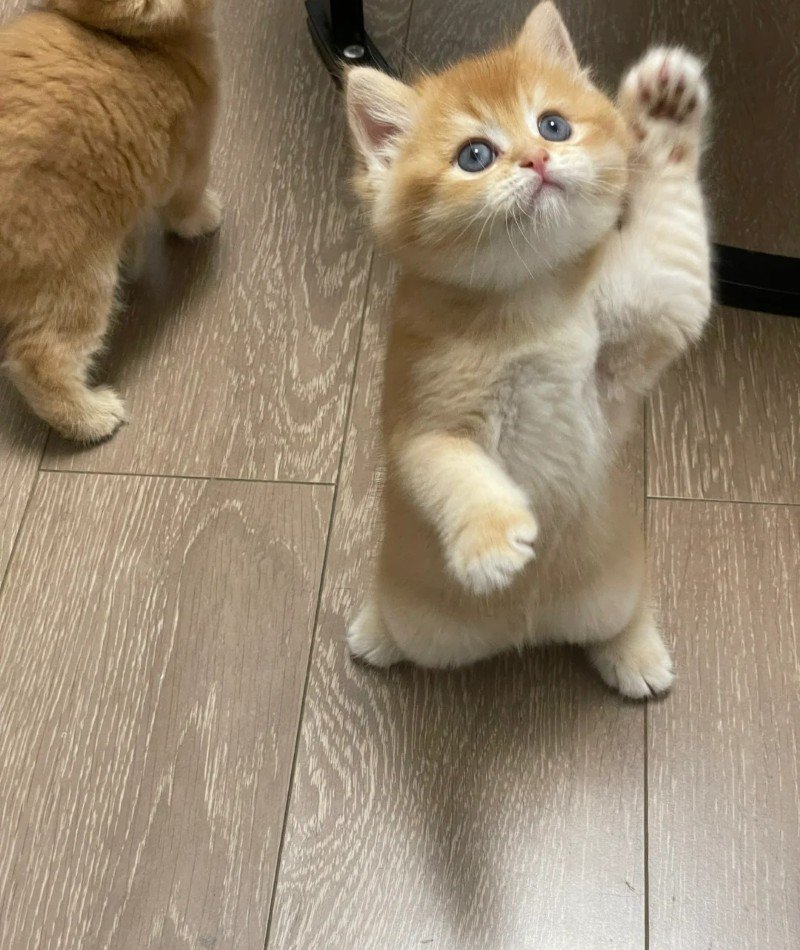 cute cat pictures for dp 33